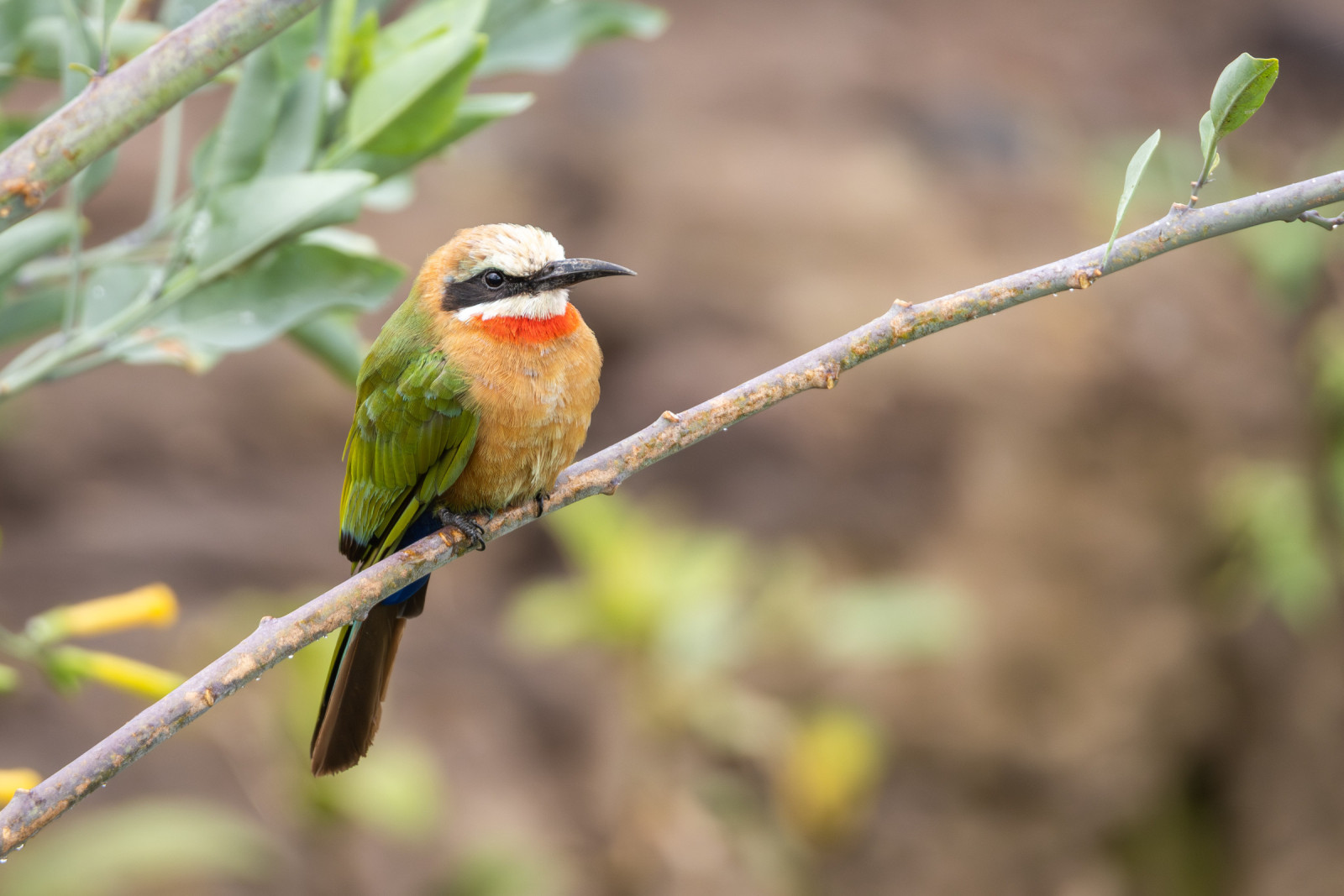 image White-fronted Bee-eater